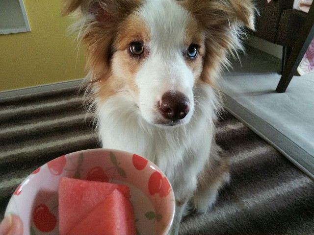 f:id:gussan-belle:20190510075002j:image