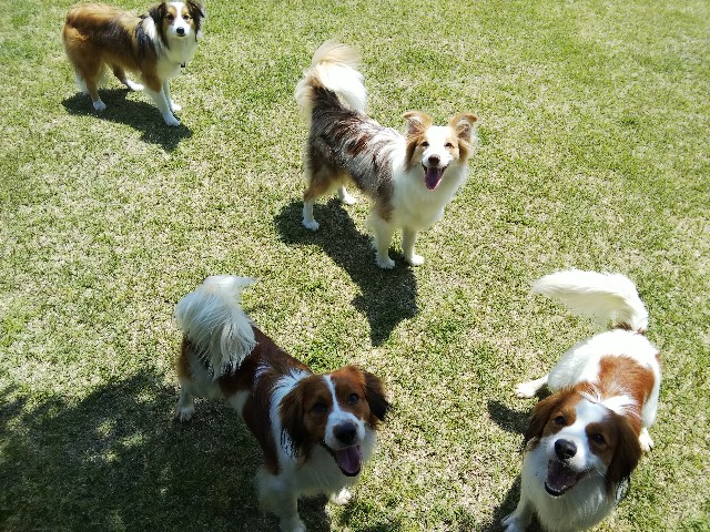 f:id:gussan-belle:20190512084518j:image