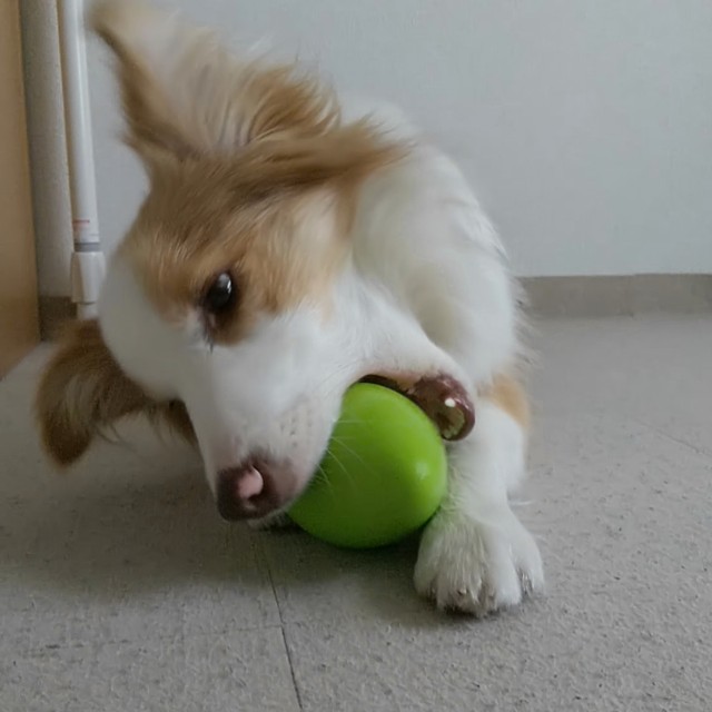 f:id:gussan-belle:20190513133035j:image f:id:gussan-belle:20190513133035j:image