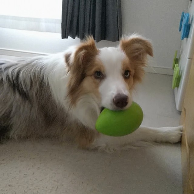 f:id:gussan-belle:20190513133234j:image f:id:gussan-belle:20190513133234j:image