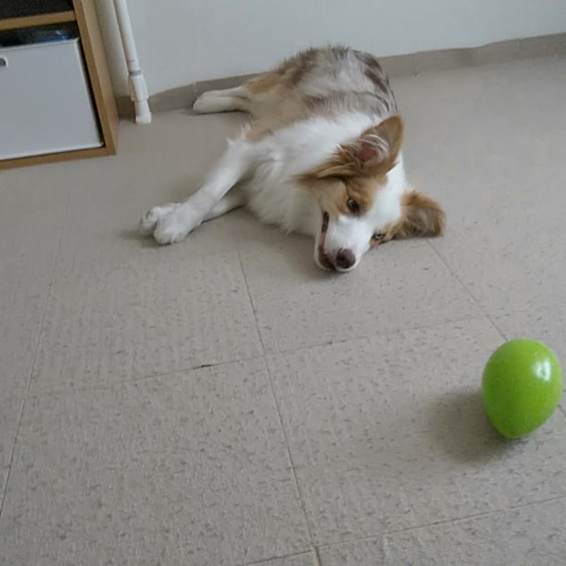 f:id:gussan-belle:20190513133527j:image f:id:gussan-belle:20190513133527j:image