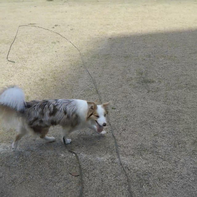 f:id:gussan-belle:20190514155527j:image