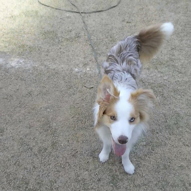 f:id:gussan-belle:20190514155941j:image