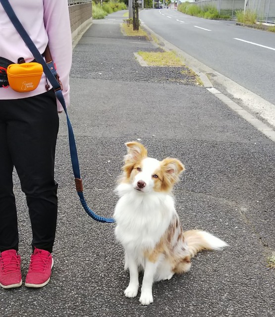 f:id:gussan-belle:20190519114905j:image