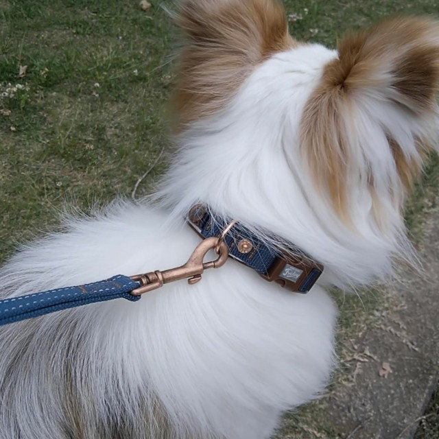 f:id:gussan-belle:20190519115019j:image