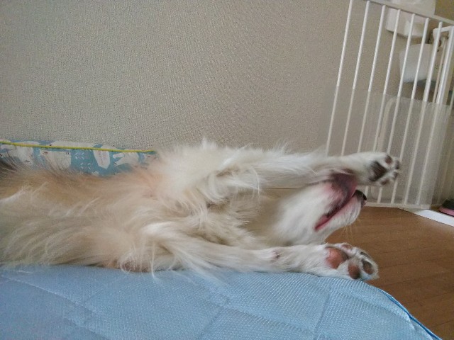 f:id:gussan-belle:20190521071417j:image