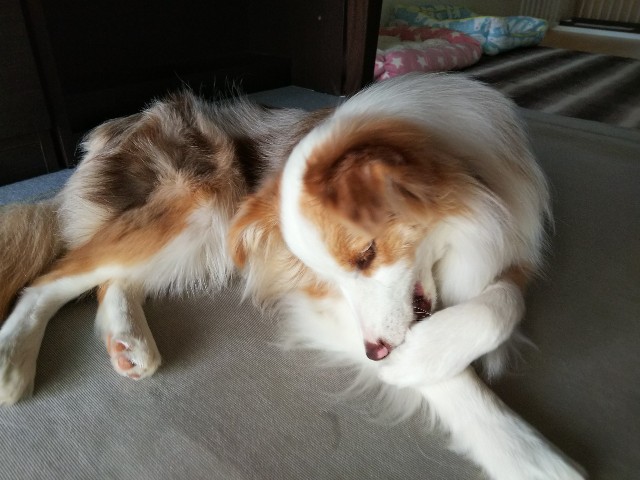 f:id:gussan-belle:20190521071614j:image