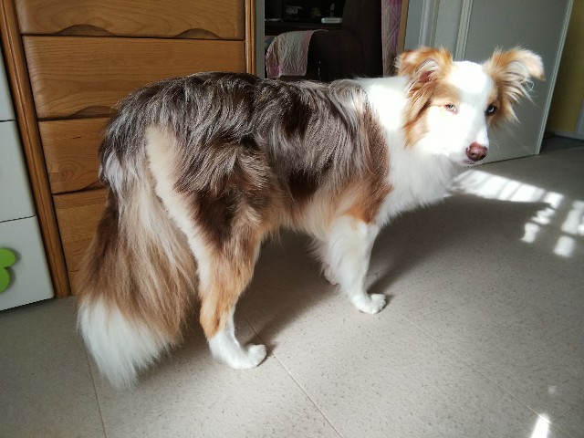 f:id:gussan-belle:20190522070511j:image