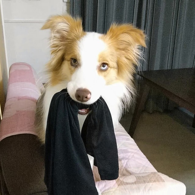 f:id:gussan-belle:20190523081659j:image f:id:gussan-belle:20190523081659j:image