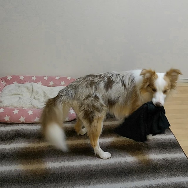 f:id:gussan-belle:20190523081717j:image f:id:gussan-belle:20190523081717j:image