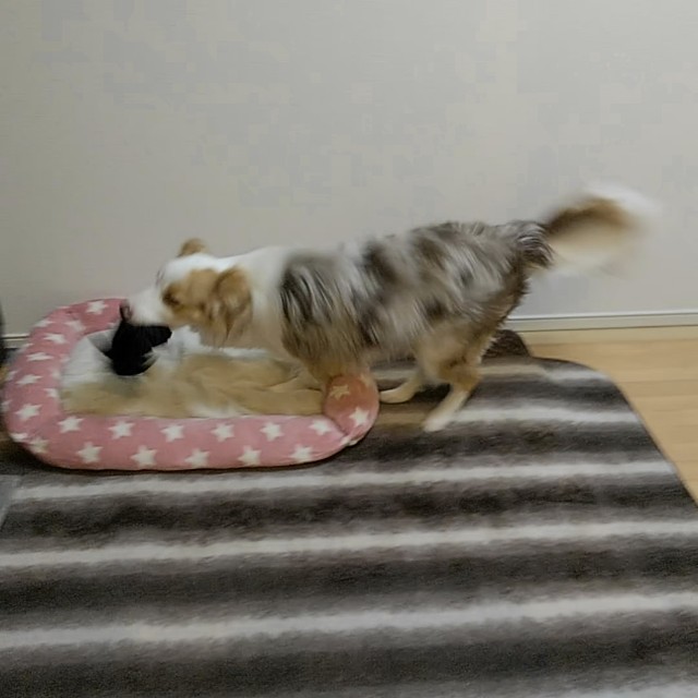 f:id:gussan-belle:20190523081740j:image f:id:gussan-belle:20190523081740j:image