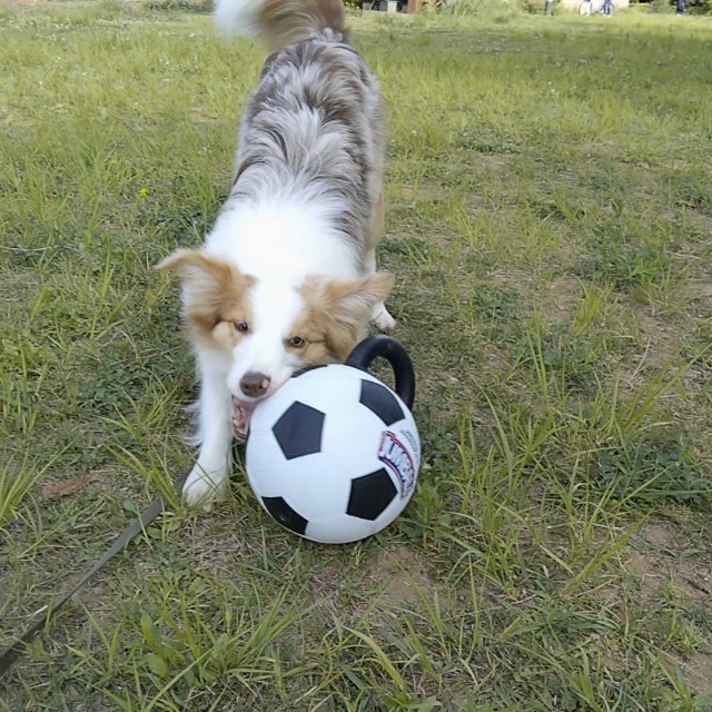 f:id:gussan-belle:20190524075358j:image