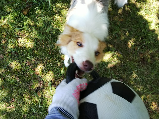 f:id:gussan-belle:20190524075442j:image