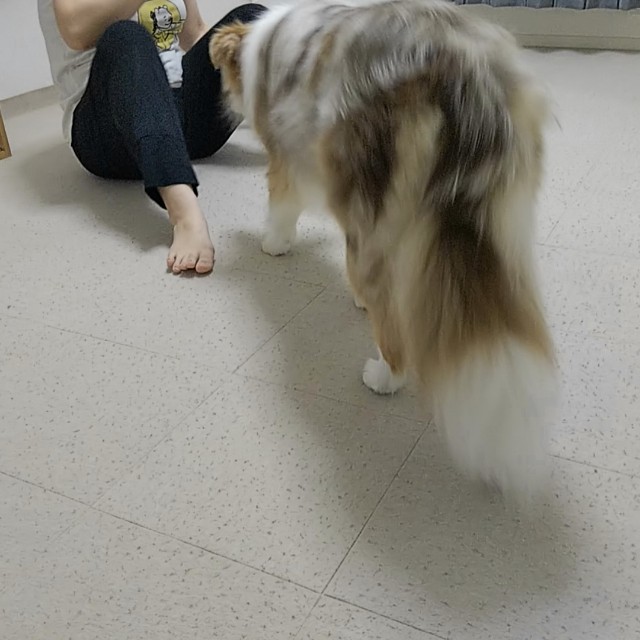 f:id:gussan-belle:20190601071341j:image