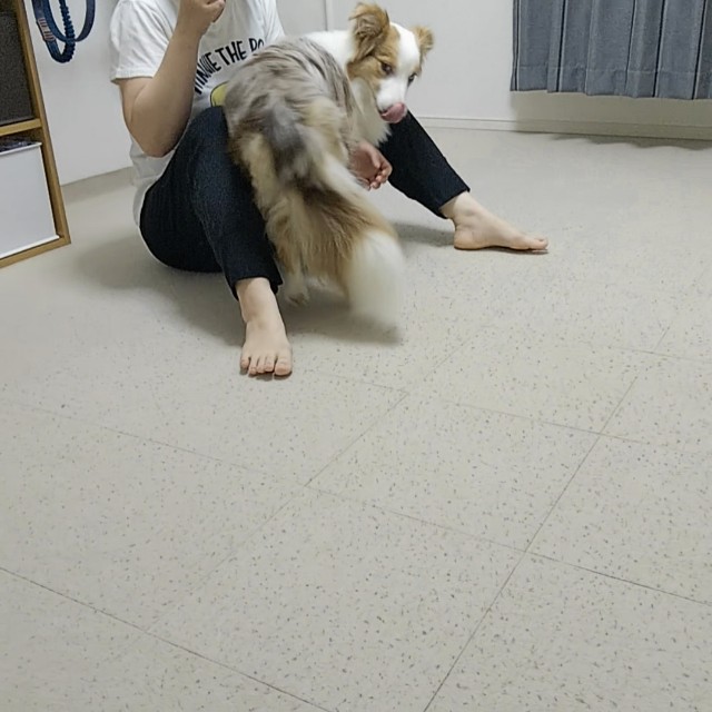 f:id:gussan-belle:20190601071408j:image