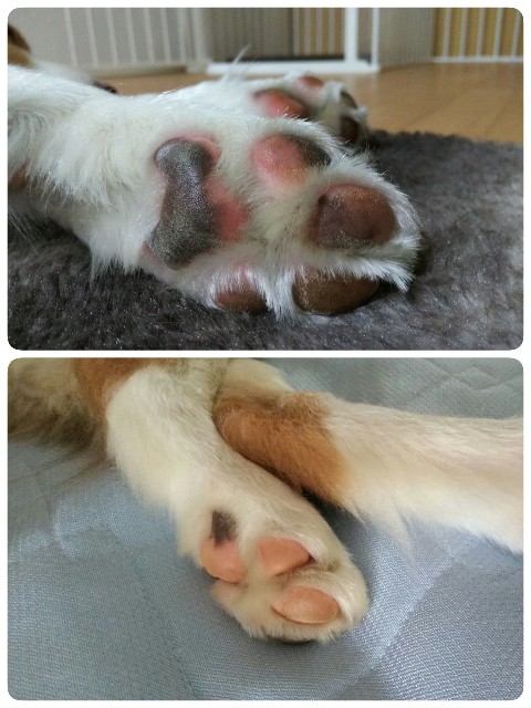 f:id:gussan-belle:20190605092605j:image