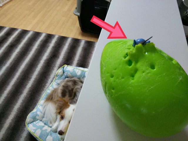 f:id:gussan-belle:20190610085229j:image