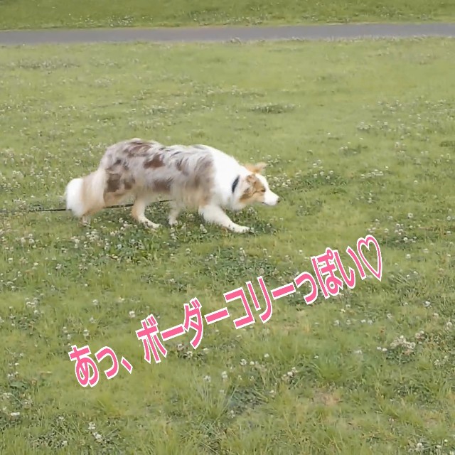 f:id:gussan-belle:20190613081447j:image