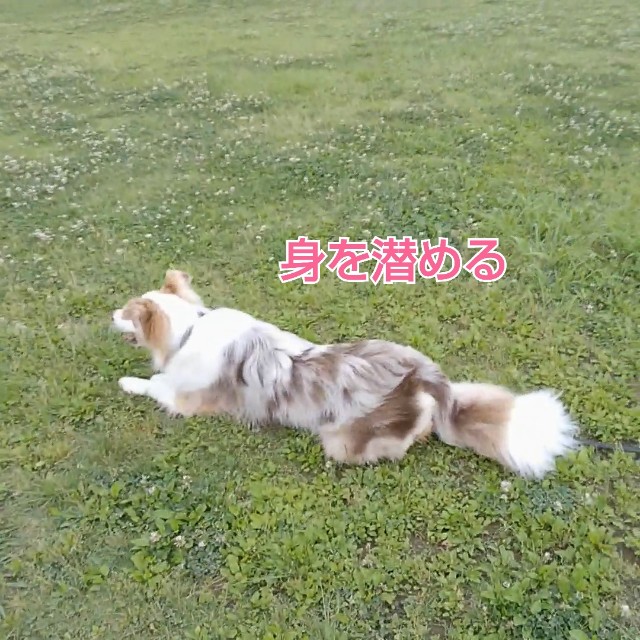 f:id:gussan-belle:20190613081530j:image