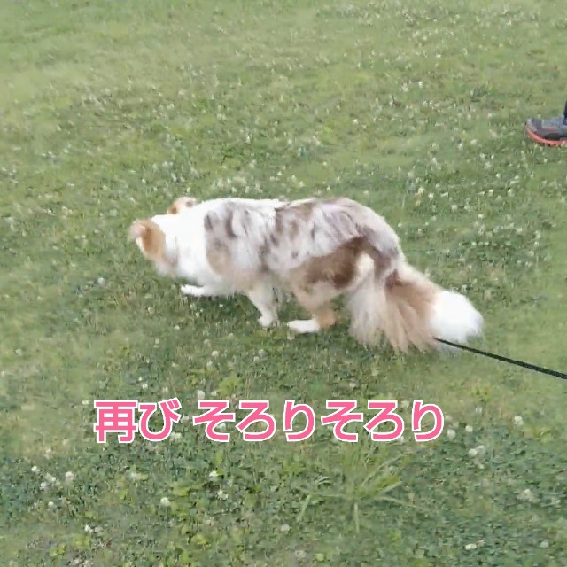 f:id:gussan-belle:20190613081542j:image