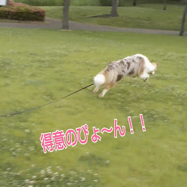 f:id:gussan-belle:20190613081609j:image
