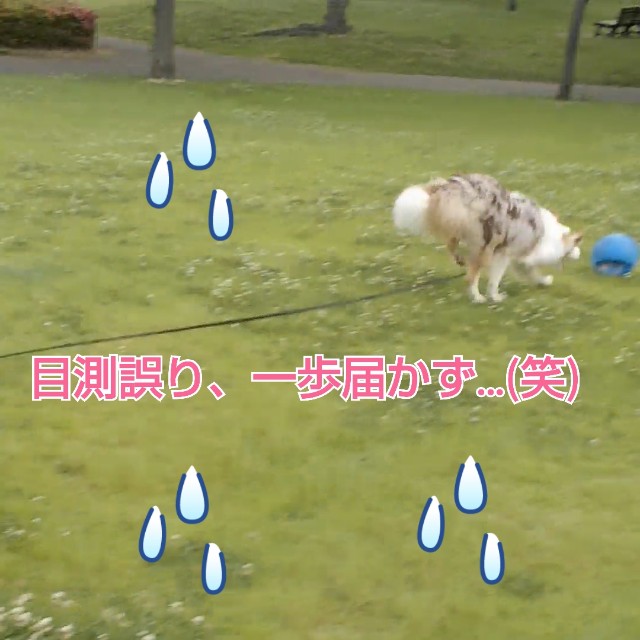 f:id:gussan-belle:20190613081624j:image