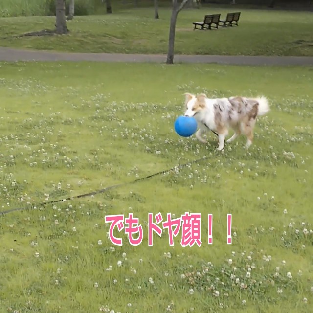 f:id:gussan-belle:20190613081636j:image