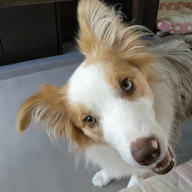 f:id:gussan-belle:20190614133511j:image