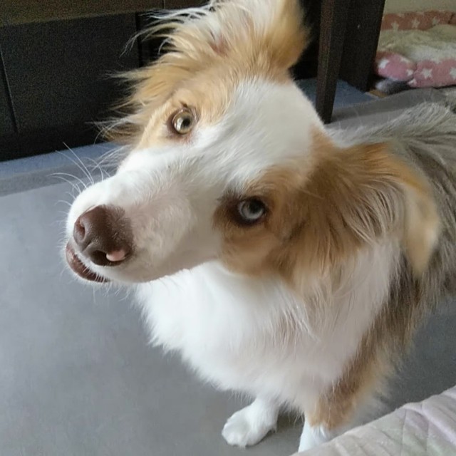f:id:gussan-belle:20190614133531j:image