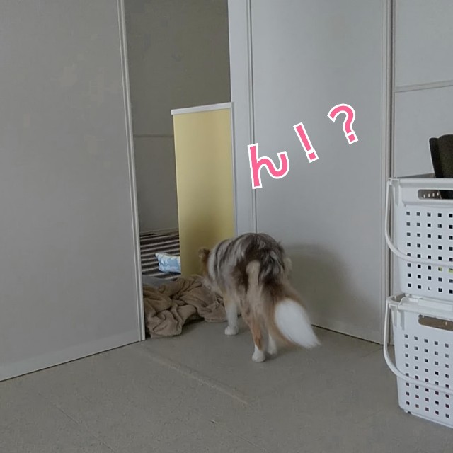 f:id:gussan-belle:20190616125546j:image