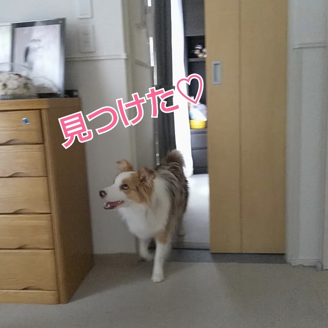 f:id:gussan-belle:20190616125645j:image