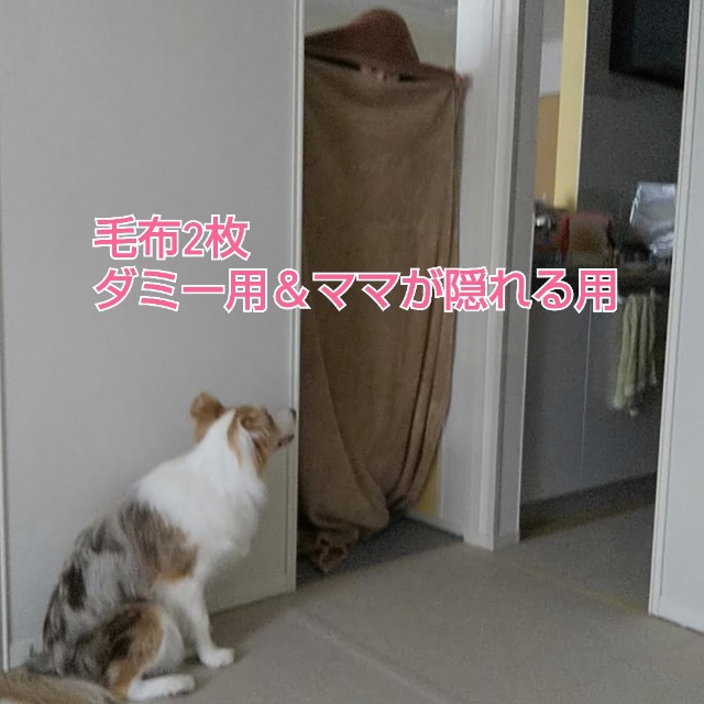 f:id:gussan-belle:20190616125727j:image