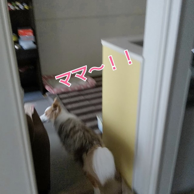 f:id:gussan-belle:20190616125746j:image