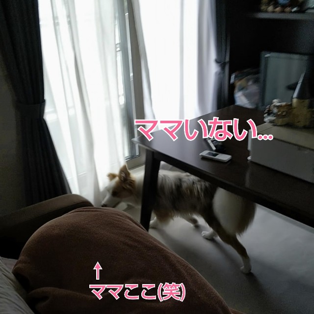 f:id:gussan-belle:20190616125802j:image