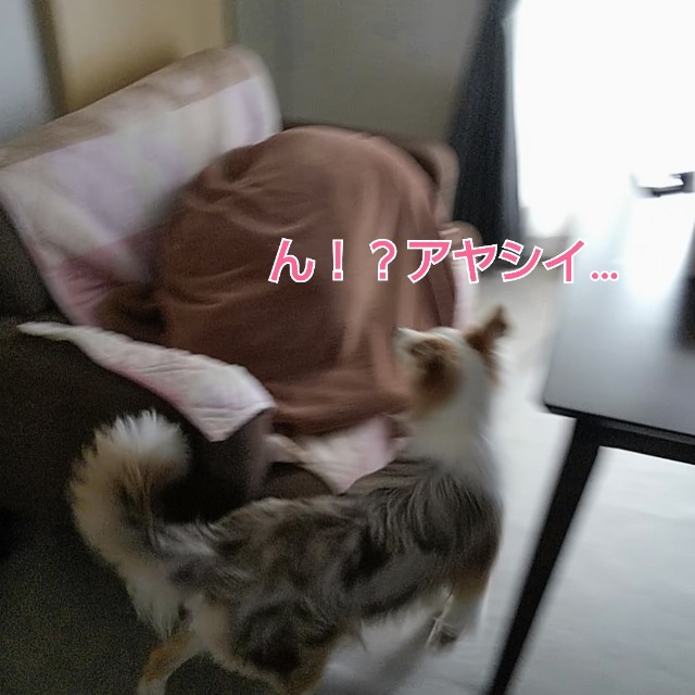 f:id:gussan-belle:20190616125819j:image