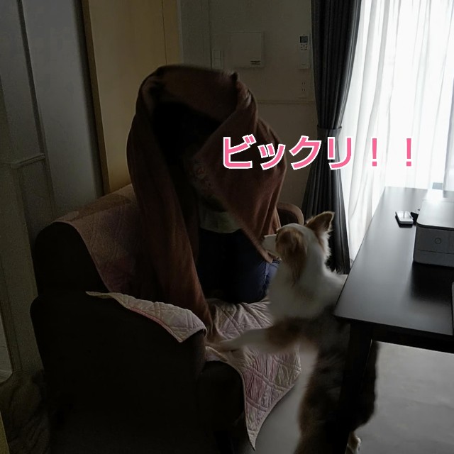 f:id:gussan-belle:20190616125827j:image