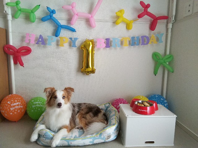 f:id:gussan-belle:20190618072525j:image