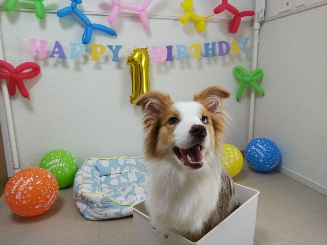 f:id:gussan-belle:20190618072602j:image