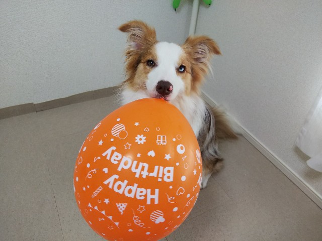 f:id:gussan-belle:20190618072634j:image