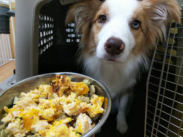 f:id:gussan-belle:20190618072739j:image