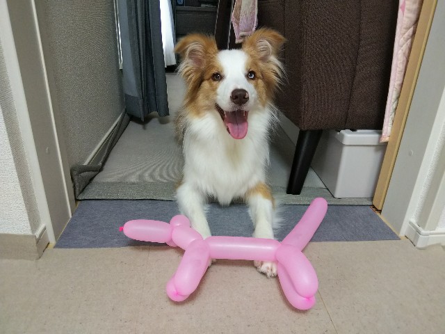 f:id:gussan-belle:20190618072944j:image