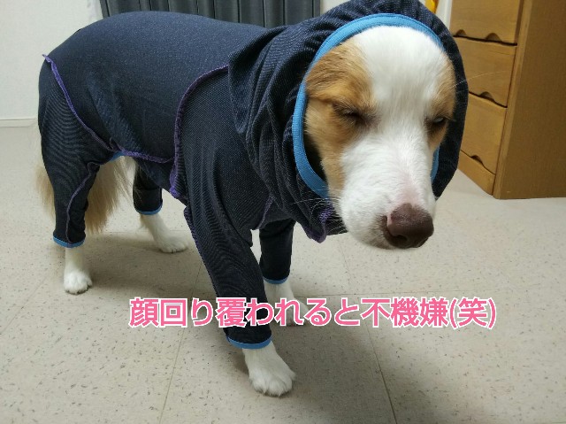 f:id:gussan-belle:20190619072127j:image