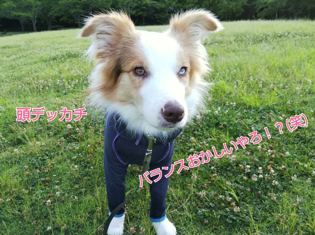 f:id:gussan-belle:20190619072236j:image
