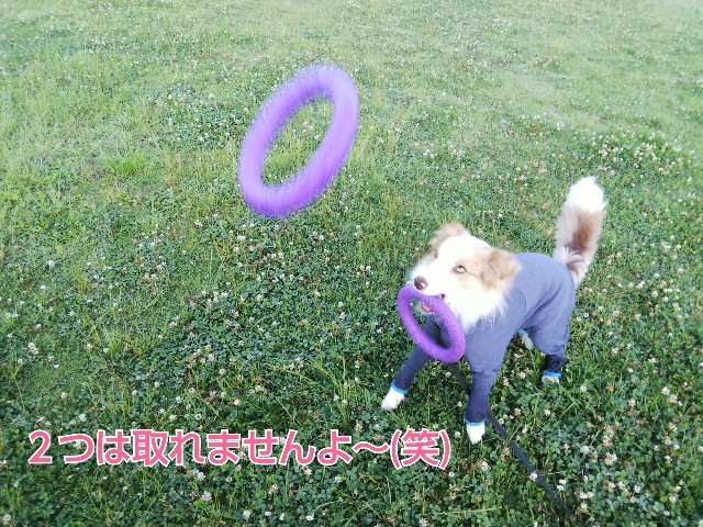 f:id:gussan-belle:20190619072301j:image