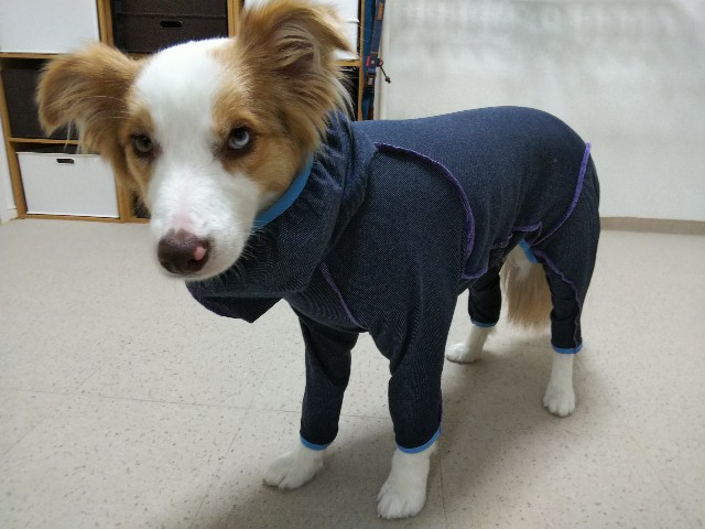 f:id:gussan-belle:20190619072456j:image