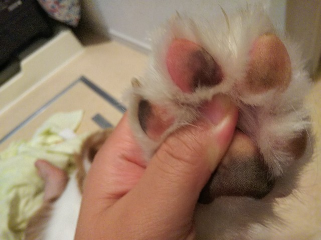 f:id:gussan-belle:20190622092149j:image