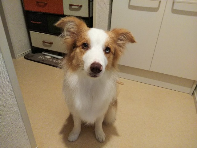 f:id:gussan-belle:20190622092255j:image