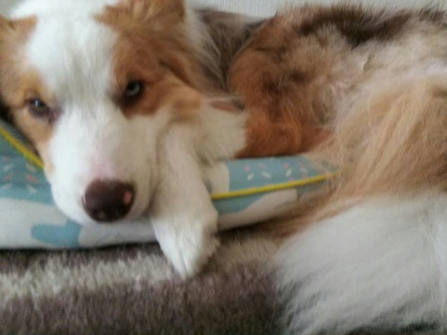 f:id:gussan-belle:20190623102204j:image