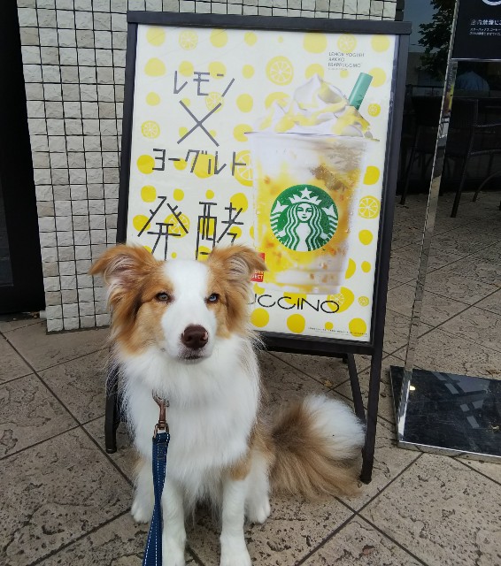 f:id:gussan-belle:20190624085413j:image f:id:gussan-belle:20190624085413j:image