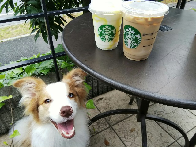 f:id:gussan-belle:20190624085515j:image f:id:gussan-belle:20190624085515j:image